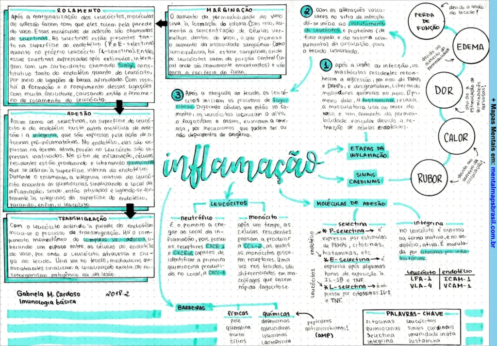 Mapa mental detalhado sobre o processo de inflamação, incluindo rolamento, adesão, transmigração, células envolvidas e sinais cardinais.