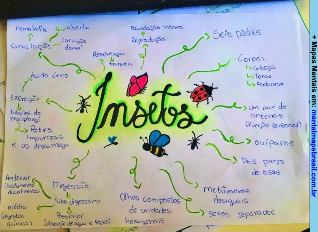 Mapa mental sobre insetos com informações sobre circulação, excreção, digestão, reprodução, respiração e características físicas dos insetos.