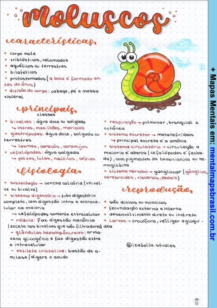 Mapa mental sobre moluscos, apresentando suas características, principais classes, fisiologia e reprodução.