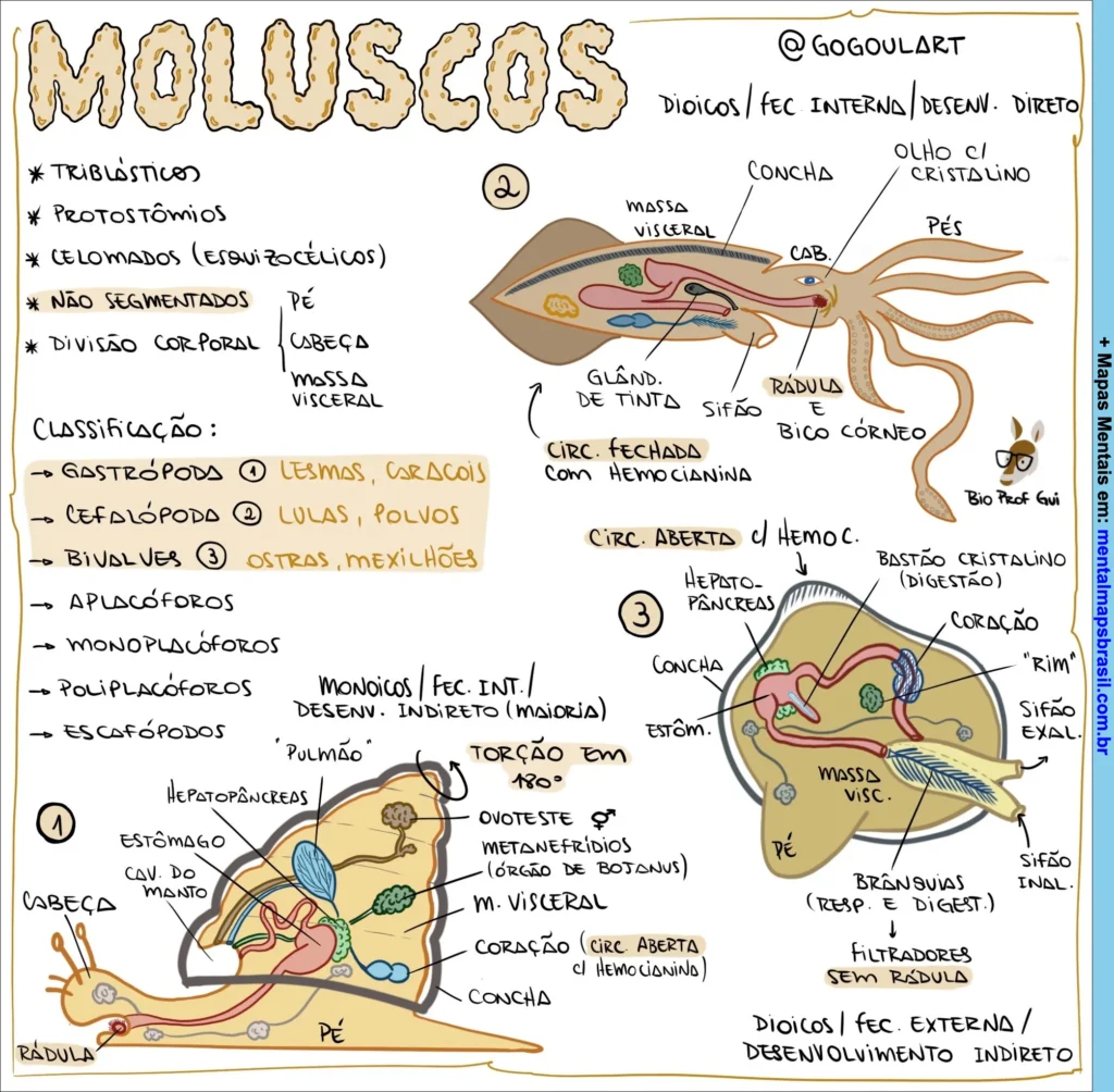 Mapa mental sobre moluscos, abrangendo classificação, características corporais e sistemas circulatórios.