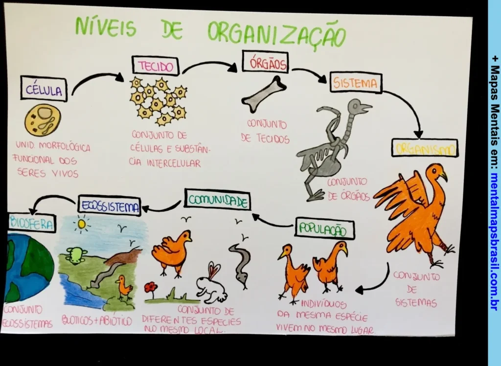 Mapa mental mostrando os níveis de organização biológica desde a célula até a biosfera, com definições de cada nível e ilustrações de animais e estruturas.