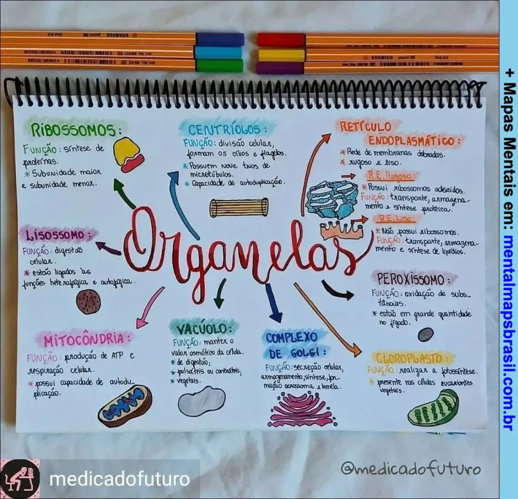 Mapa mental sobre organelas celulares, descrevendo funções e características de ribossomos, centríolos, lisossomos, mitocôndria, vacúolo, complexo de Golgi, retículo endoplasmático, peroxissomo e cloroplasto.