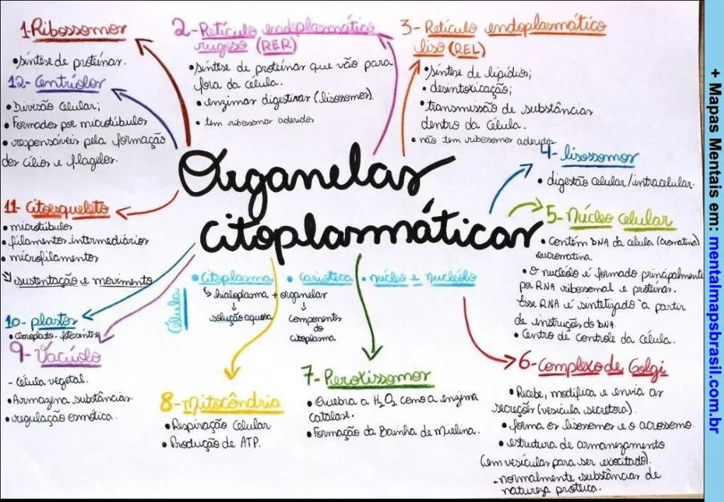 Mapa mental sobre organelas citoplasmáticas, descrevendo suas funções e características principais.