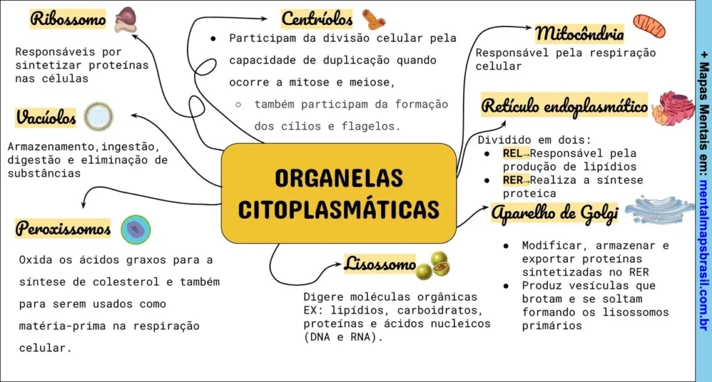 Mapa mental explicando as principais organelas citoplasmáticas, suas funções e características, incluindo ribossomo, centríolos, mitocôndria, lisossomo e outras.