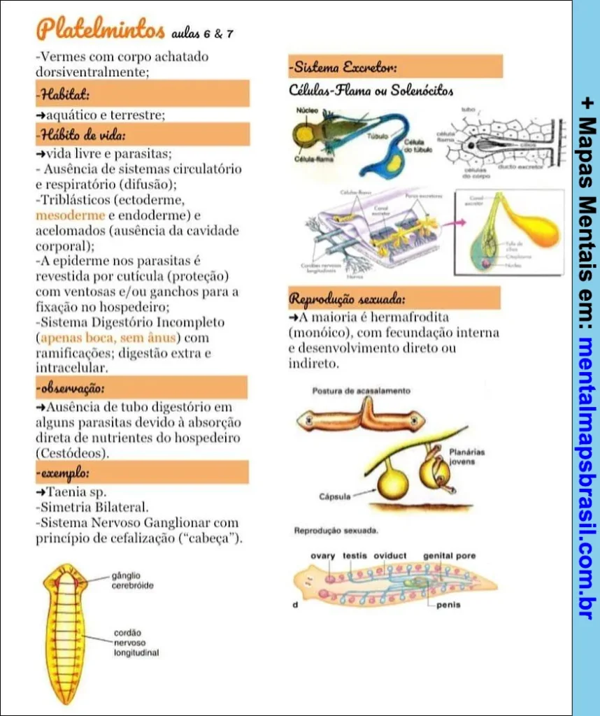Mapa mental e anotações sobre características, habitat, sistema excretor e reprodução dos platelmintos.