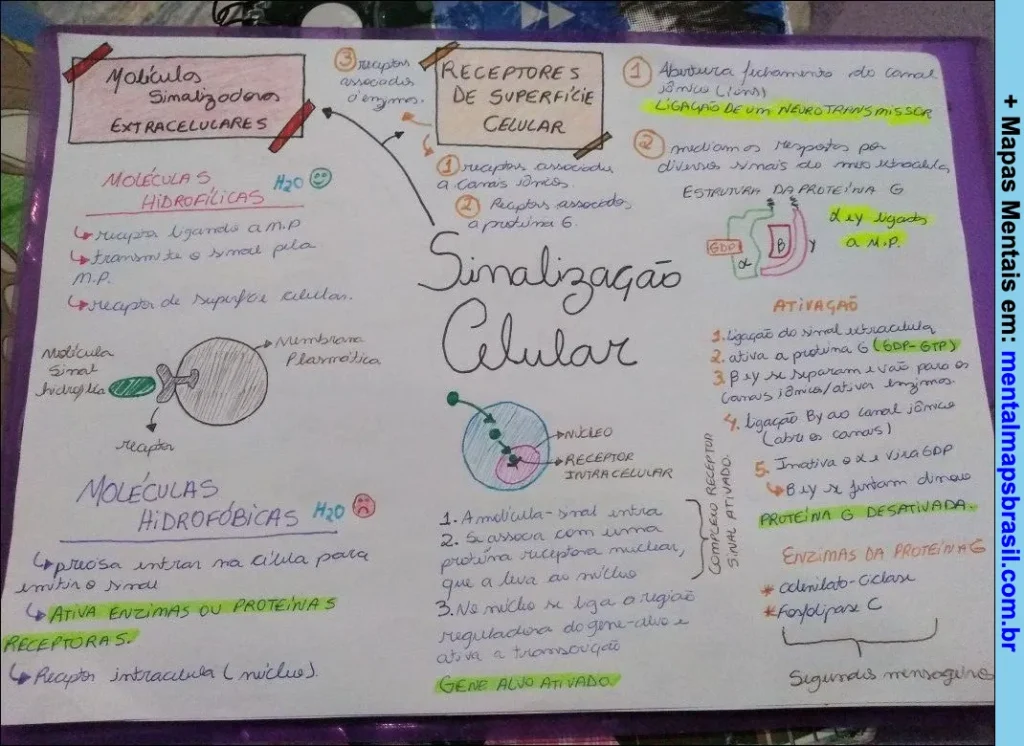 Mapa mental sobre sinalização celular explicando moléculas sinalizadoras extracelulares, receptores de superfície celular, moléculas hidrofílicas e hidrofóbicas, e mecanismos de ativação e desativação.