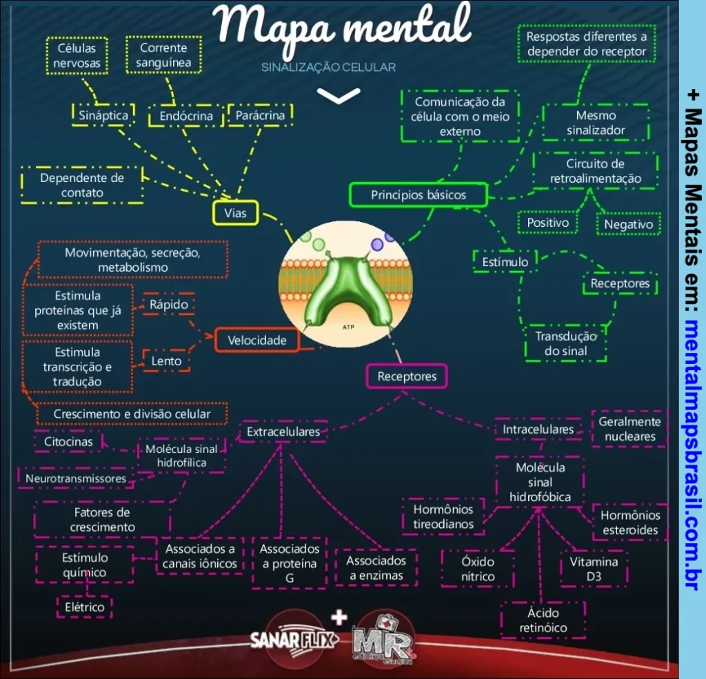 Mapa mental explicativo sobre sinalização celular detalhando vias de comunicação, velocidade, receptores extracelulares e intracelulares, seus estímulos e tipos.