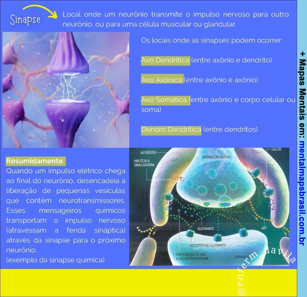 Mapa mental explicativo sobre sinapse, tipos de sinapses e resumo da transmissão do impulso nervoso.