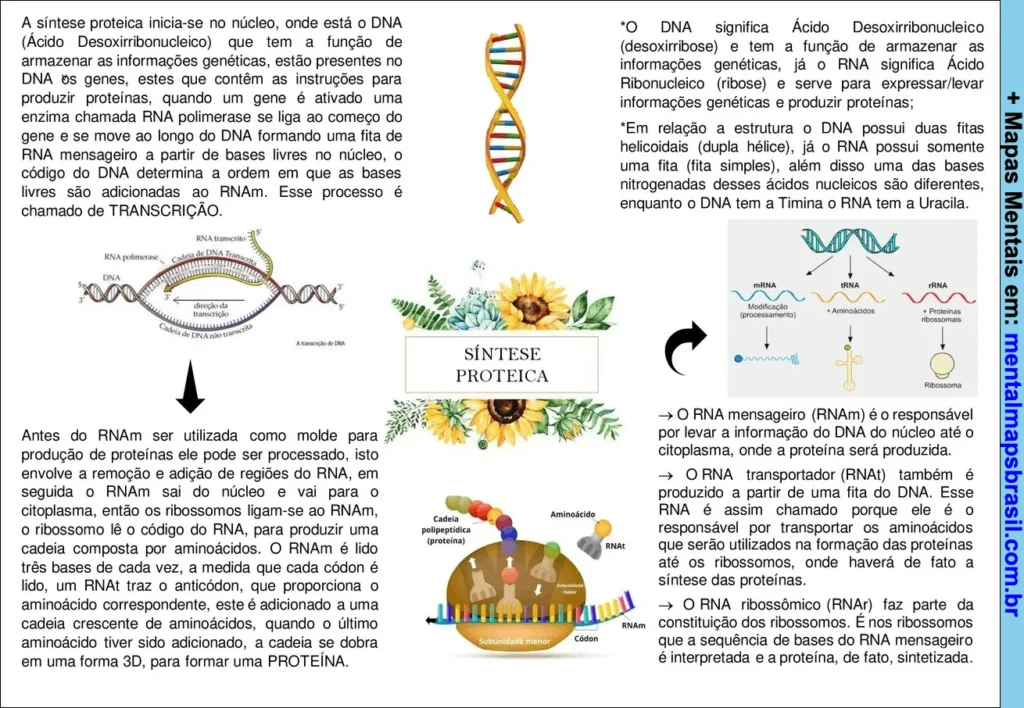 Mapa mental explicando o processo de síntese proteica, incluindo transcrição, função do DNA e RNA, e etapas da produção de proteínas com ilustrações de DNA, RNA e ribossomo.