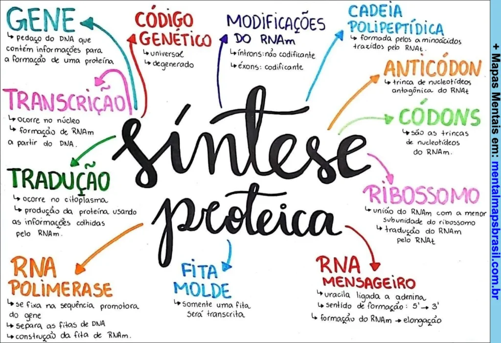 Mapa mental sobre síntese proteica explicando os conceitos de gene, código genético, transcrição, tradução, RNA polimerase, fita molde, modificações do RNA mensageiro, cadeia polipeptídica, anticódon, códons, ribossomo e RNA mensageiro.