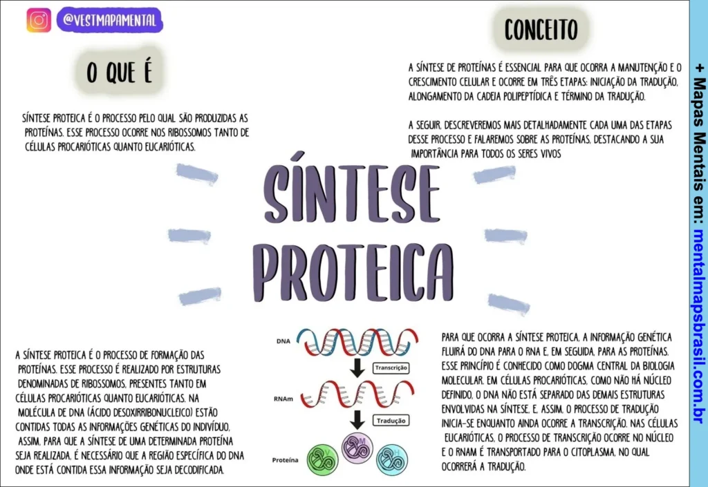 Mapa mental explicando o processo de síntese proteica, incluindo definição, conceito, etapas e funcionamento da tradução do DNA para proteínas.