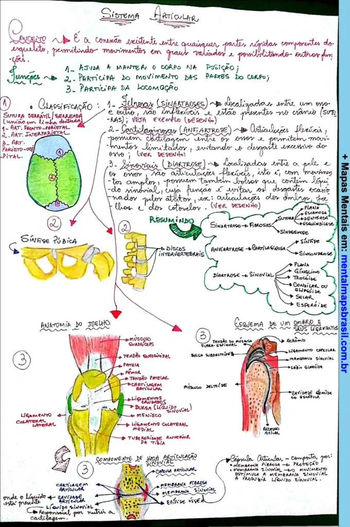 Mapa mental sobre o sistema articular, detalhando conceitos, funções, classificação das articulações e anatomia do joelho e ombro.