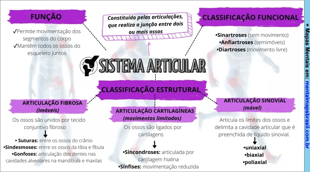 Mapa mental do sistema articular mostrando função, classificação funcional e estrutural, tipos de articulação e suas características.