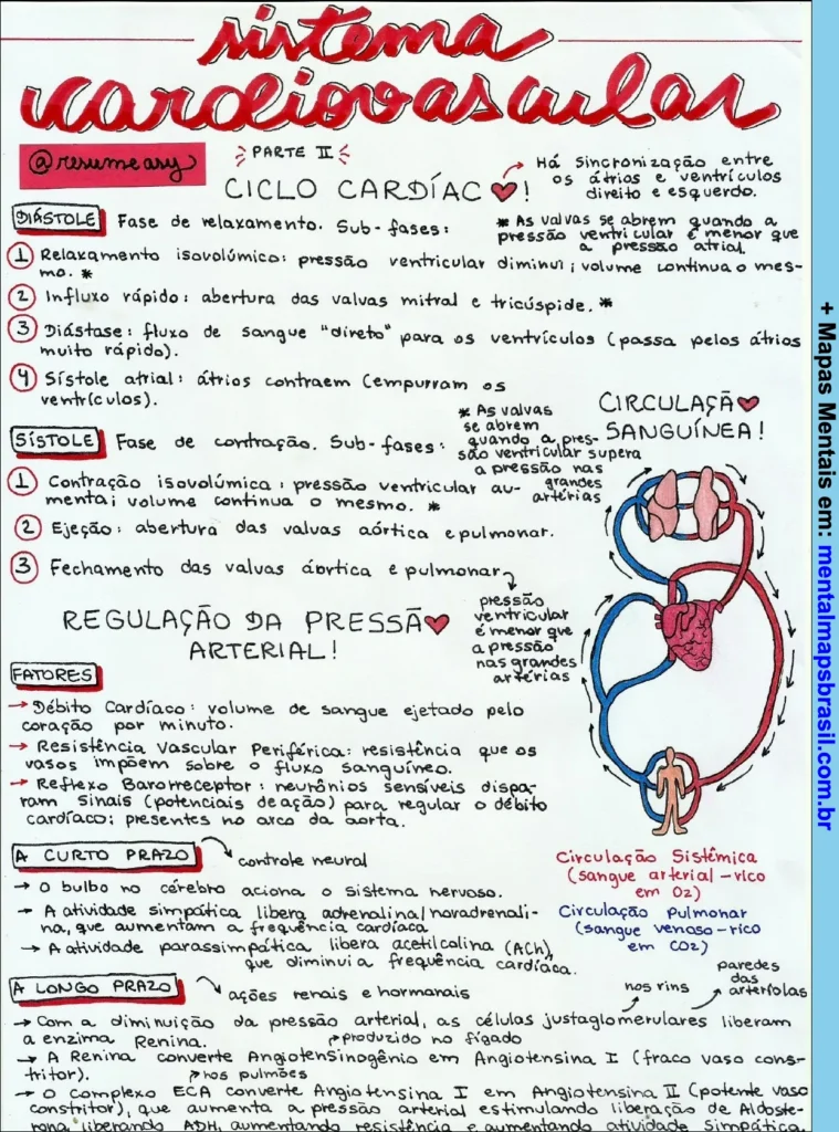 Mapa mental manuscrito detalhando o ciclo cardíaco, fases diástole e sístole, regulação da pressão arterial, fatores e circulação sanguínea com desenho do coração.