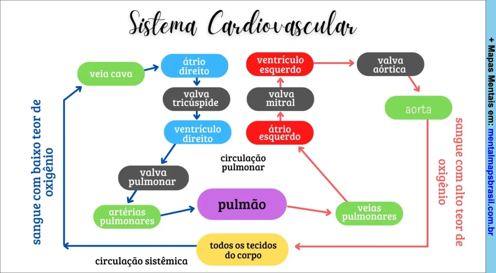 Mapa mental do sistema cardiovascular mostrando o fluxo do sangue pelas câmaras do coração, válvulas, pulmões e tecidos do corpo com circulação pulmonar e sistêmica.
