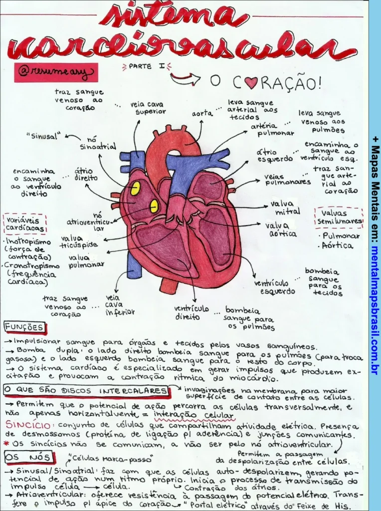 Mapa mental sobre o sistema cardiovascular com foco no coração, funções, variáveis cardíacas, discos intercalares e nós cardíacos.