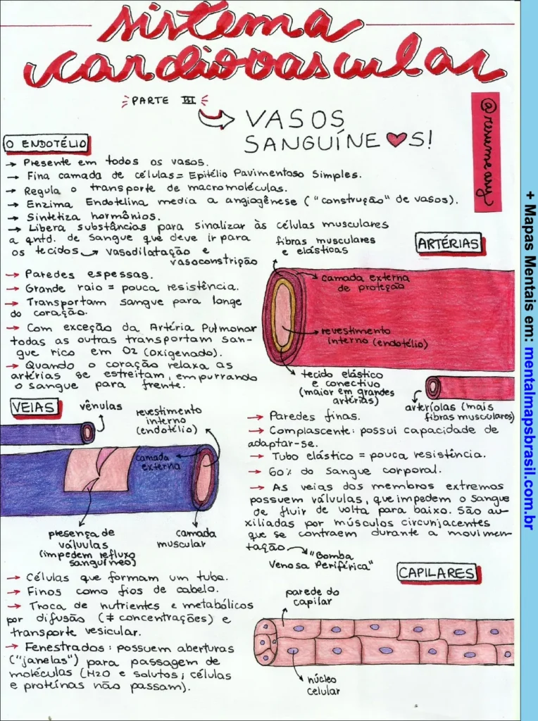 Mapa mental sobre o sistema cardiovascular, focado na estrutura e função dos vasos sanguíneos: endotélio, artérias, veias e capilares.