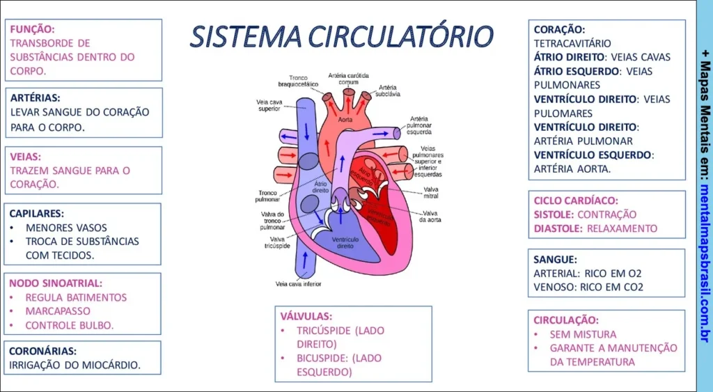 Diagrama do sistema circulatório humano com descrição das funções das artérias, veias, capilares, nodos, válvulas, coronárias, ciclo cardíaco, tipos de sangue e circulação.