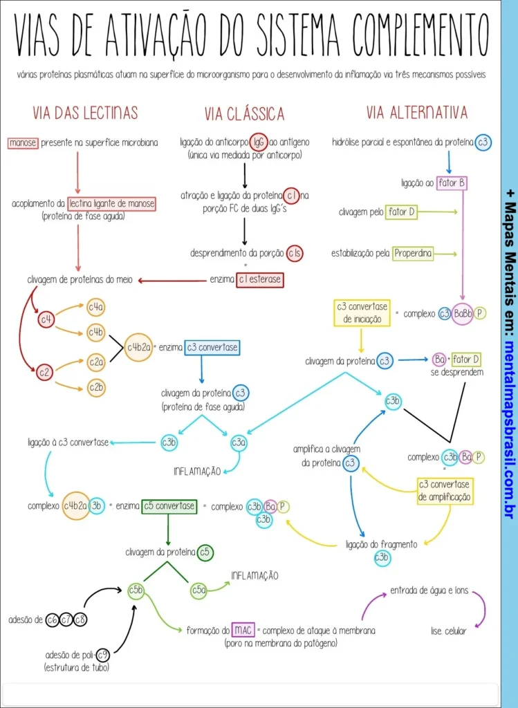 Mapa mental explicando as vias de ativação do sistema complemento, incluindo as vias das lectinas, clássica e alternativa, com detalhamento dos principais componentes e processos.