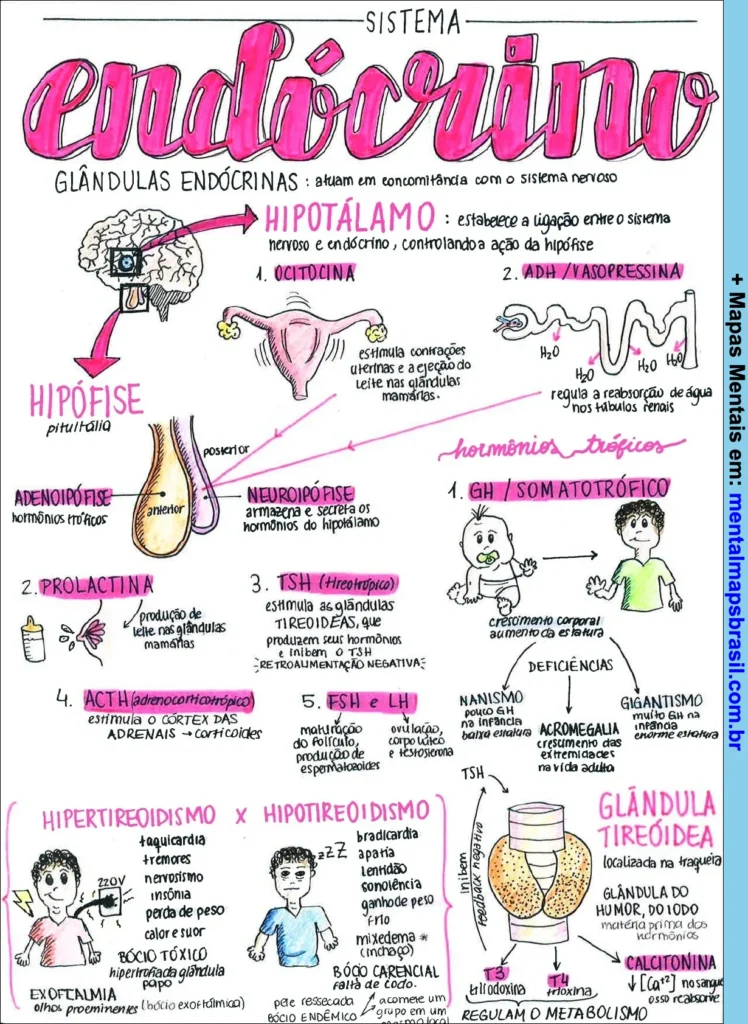 Mapa mental ilustrado sobre o sistema endócrino detalhando as glândulas endócrinas, hormônios produzidos pela hipófise, funções e efeitos do hipertireoidismo e hipotireoidismo, e a glândula tireoide.