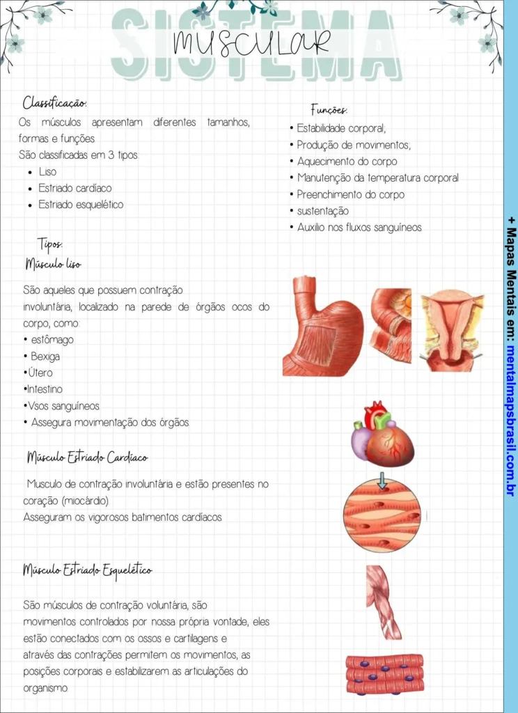 Mapa mental do Sistema Muscular detalhando classificação, tipos e funções dos músculos, com ilustrações anatômicas.
