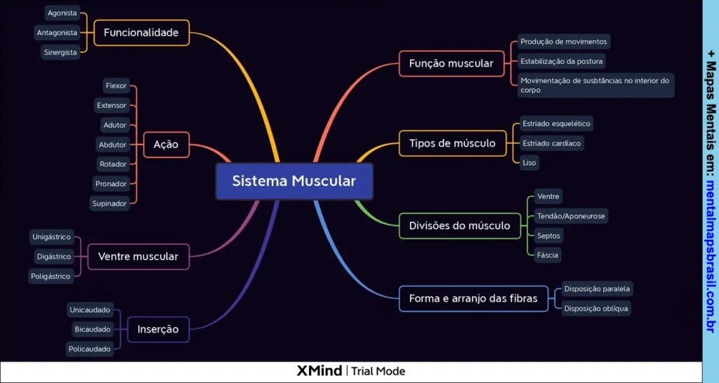 Mapa mental sobre o sistema muscular, apresentando funcionalidades, tipos de músculos, divisões, ações, ventres musculares, inserções e formas das fibras musculares.