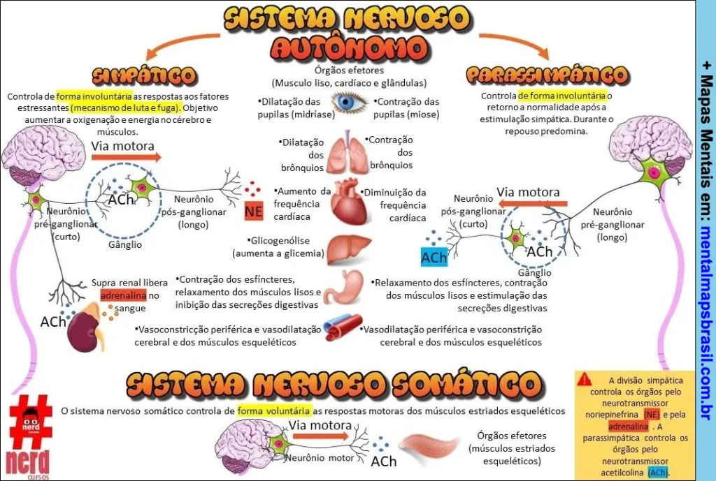 Mapa mental do Sistema Nervoso Autônomo e Somático com funções, classificação, neurotransmissores e órgãos efetores.