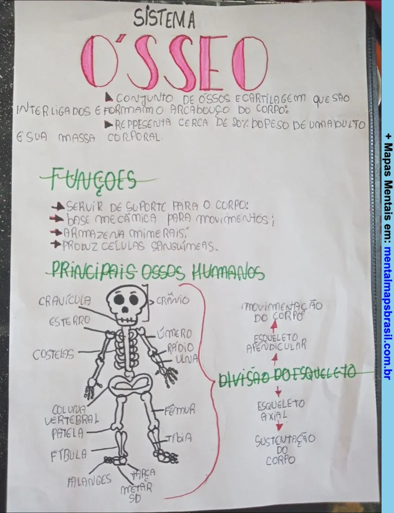 Mapa mental manuscrito sobre o sistema ósseo, com funções, principais ossos humanos e divisão do esqueleto.