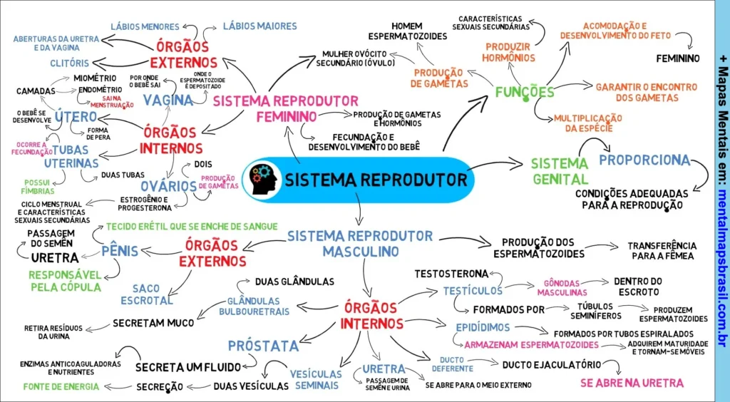 Mapa mental do sistema reprodutor masculino e feminino detalhando órgãos internos e externos, funções, hormônios e processos de reprodução humana.