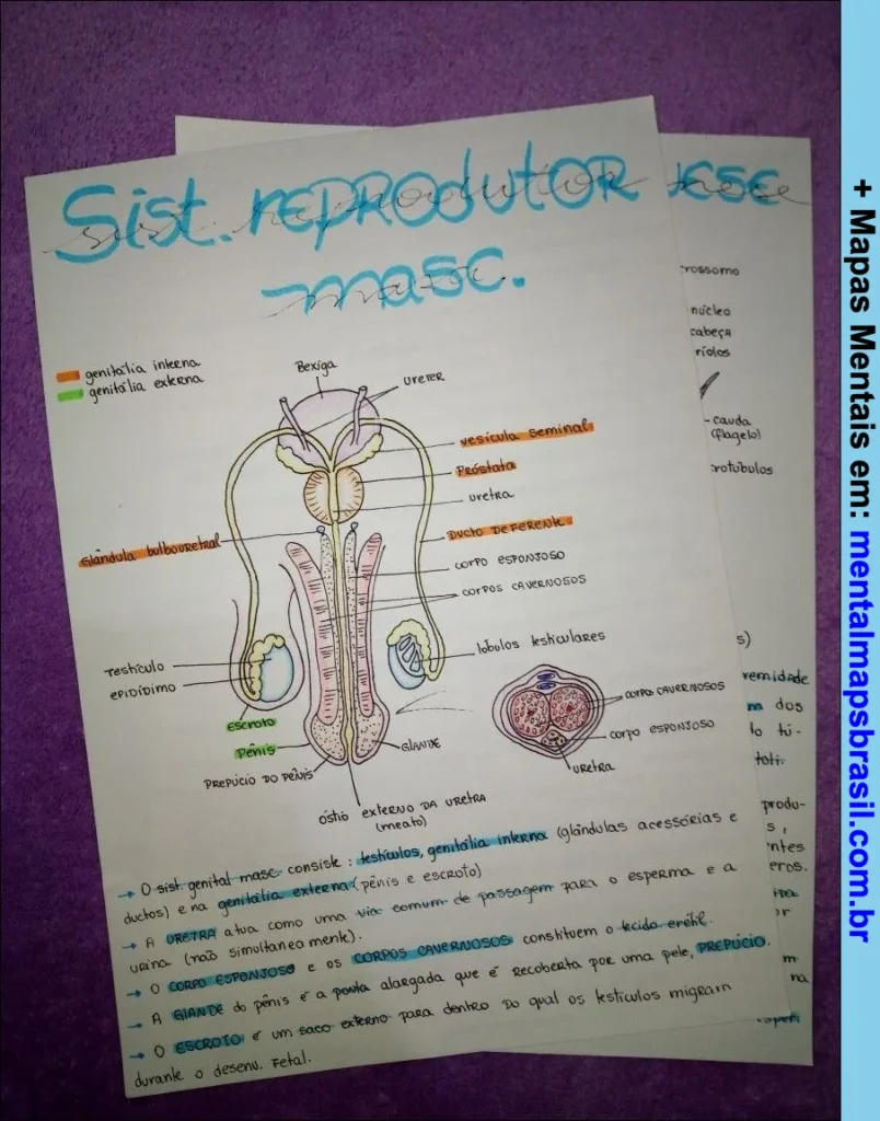 Diagrama anatômico do sistema reprodutor masculino com identificação das partes internas e externas e explicação detalhada das funções de cada componente.