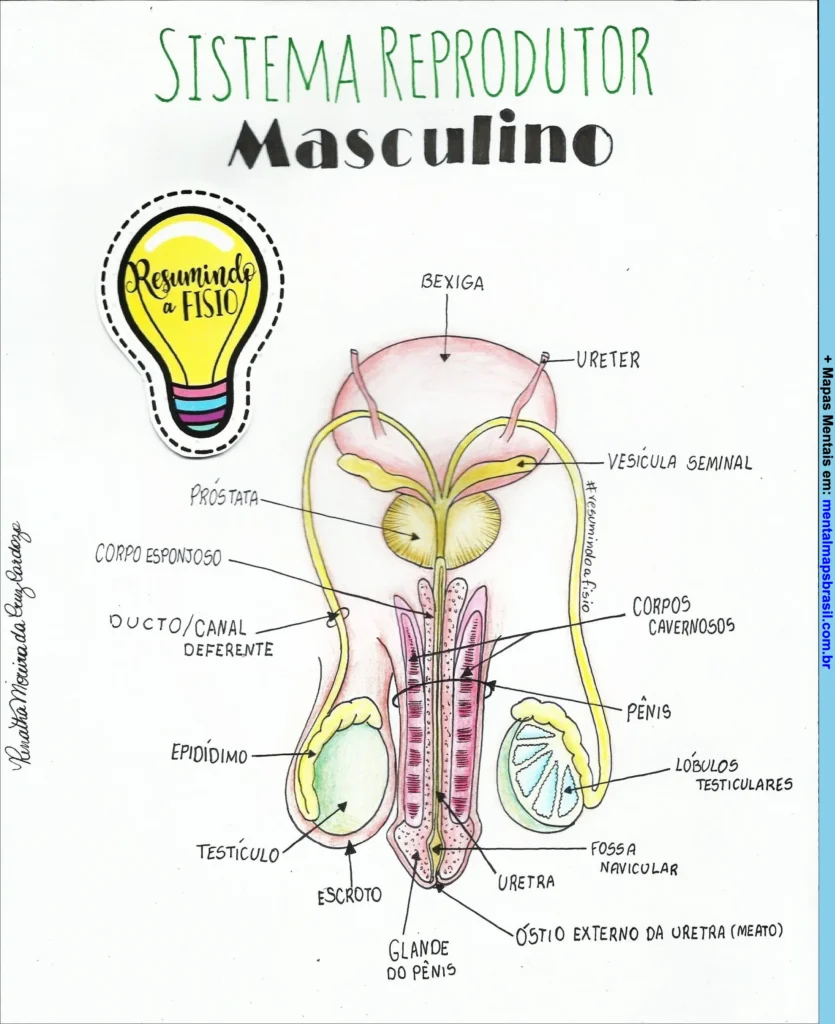 Diagrama ilustrado do sistema reprodutor masculino com identificação das principais partes anatômicas.