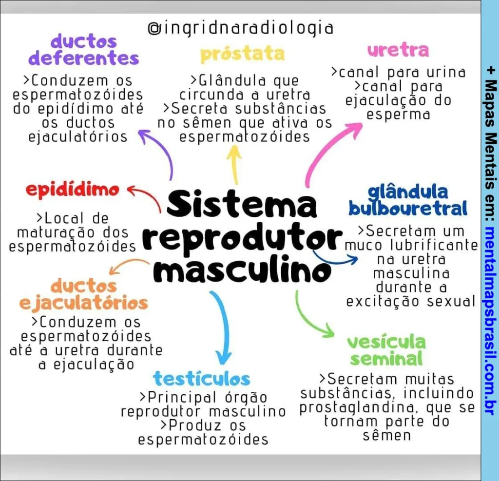 Mapa mental detalhando as funções e características dos órgãos do sistema reprodutor masculino.