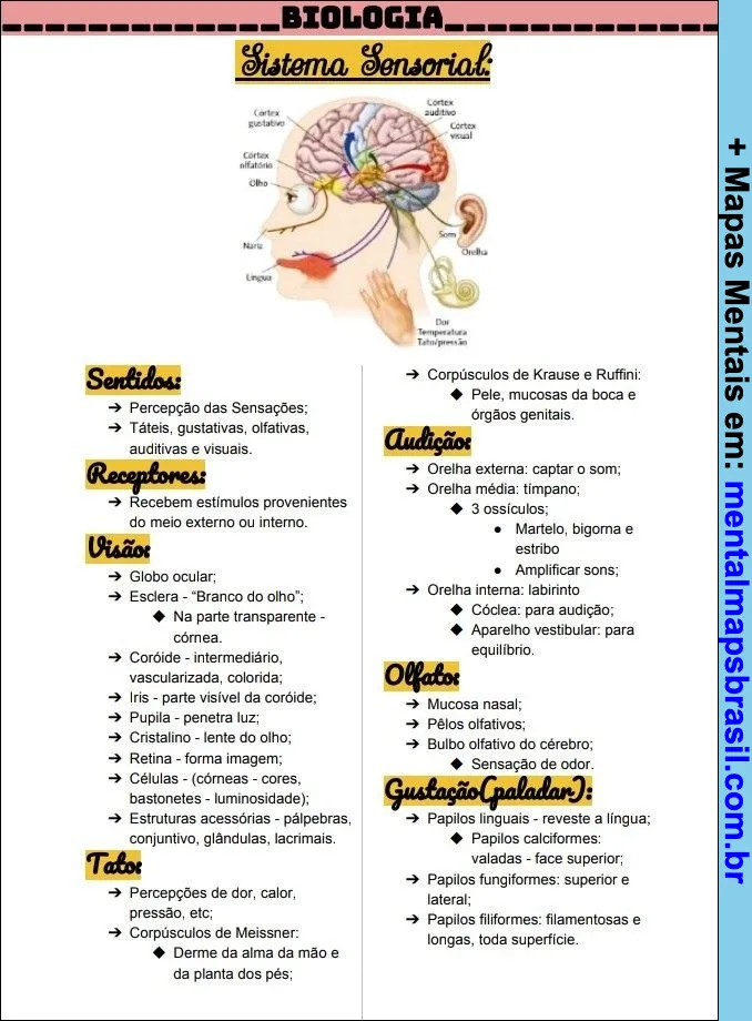 Mapa mental sobre o sistema sensorial, detalhando os sentidos, receptores e funções das partes do cérebro relacionadas à percepção sensorial.
