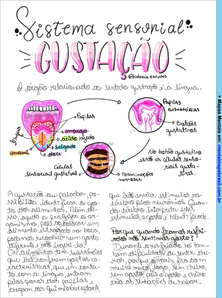 Mapa mental explicando o sistema sensorial gustação, incluindo localização das papilas gustativas e o funcionamento dos botões gustativos.