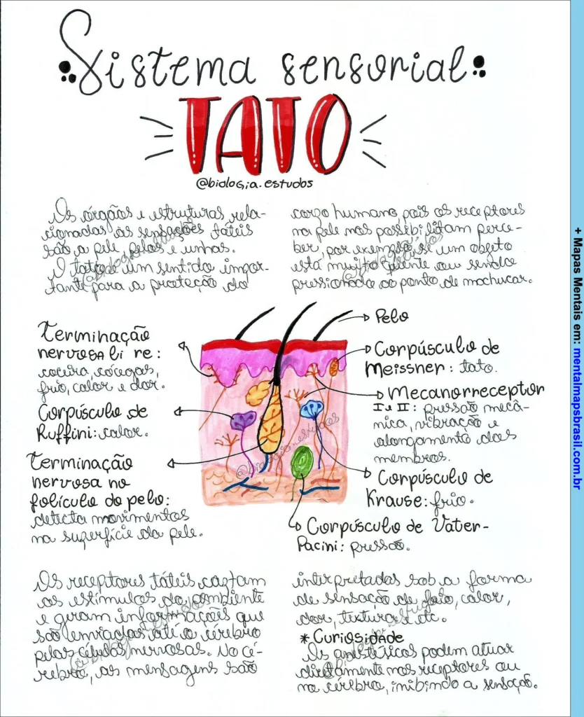 Mapa mental sobre o sistema sensorial tato, com descrição dos receptores e terminações nervosas na pele humana.