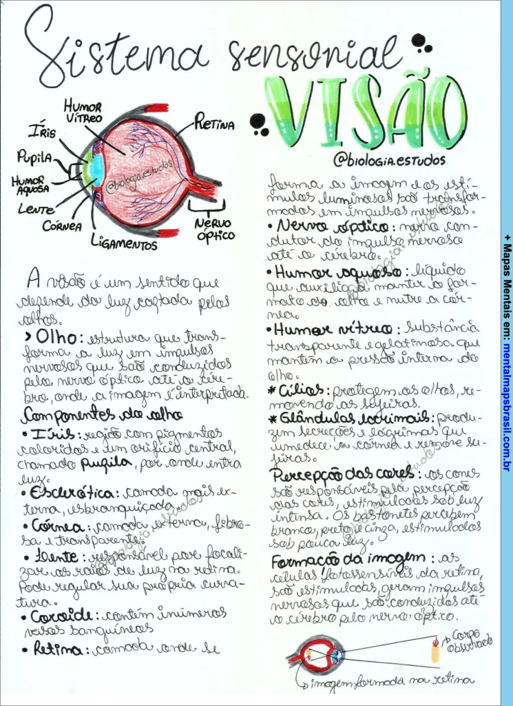 Mapa mental do sistema sensorial da visão com descrição das partes do olho e explicação do processo de formação da imagem.