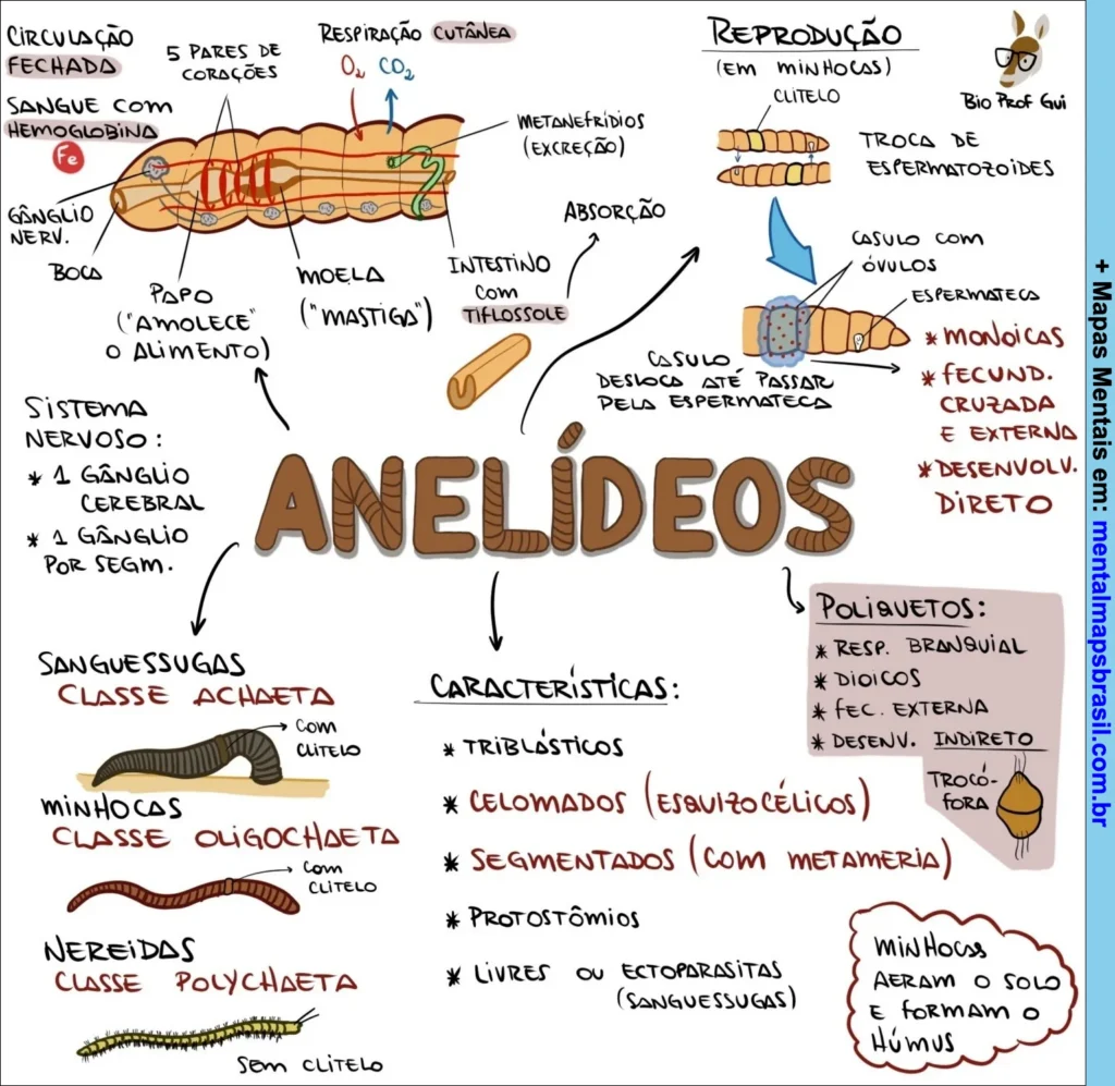 mapa mental sobre anelídeos, destacando características, reprodução e tipos como minhocas, sanguessugas e nereidas.