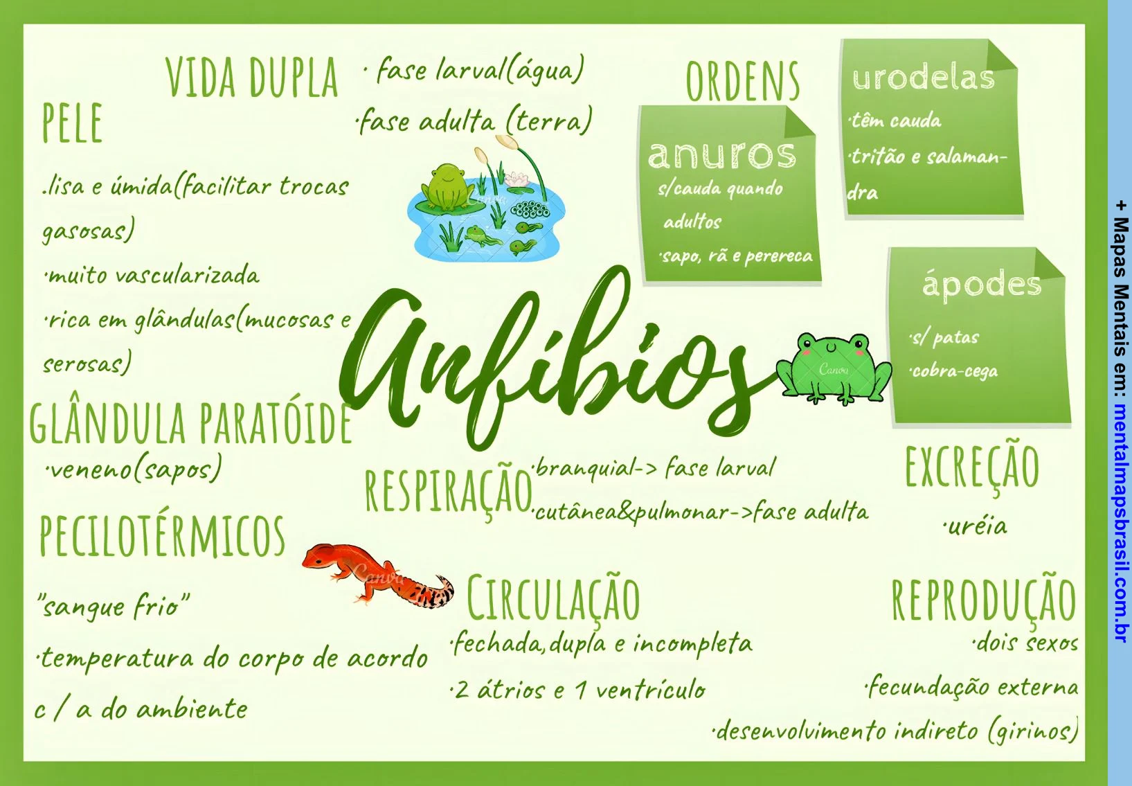 Mapa mental sobre os anfíbios, destacando características como pele, respiração, circulação, excreção e reprodução, além das ordens dos anuros, urodeles e apodes.