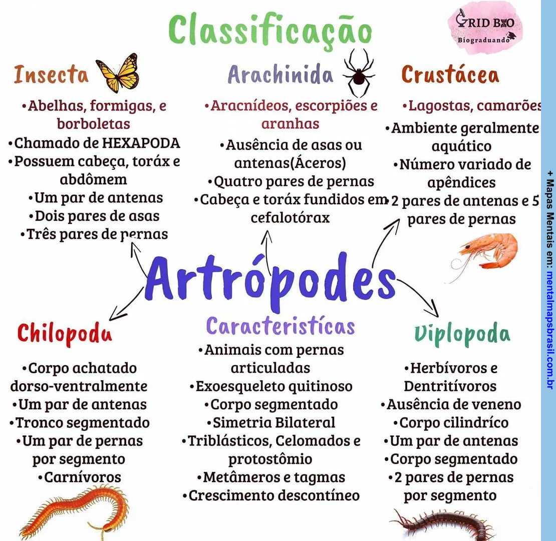 Mapa mental sobre a classificação dos artrópodes, incluindo Insecta, Arachnidia, Crustácea, Chilopodu e Diplopoda, com suas características distintas.