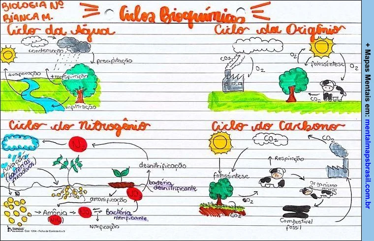 Mapa mental sobre os ciclos biogeoquímicos: água, oxigênio, nitrogênio e carbono. Cada ciclo é representado por desenhos simplificados mostrando os principais processos e elementos envolvidos.