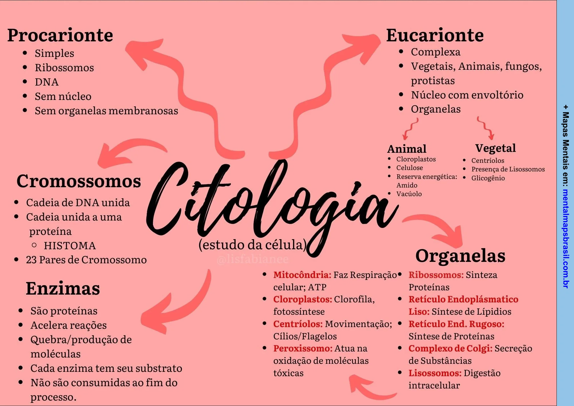 Mapa mental sobre Citologia, apresentando conceitos-chave como procarionte, eucarionte, cromossomos, enzimas e organelas, com suas respectivas características e funções, em um fundo rosa com setas interligando os tópicos