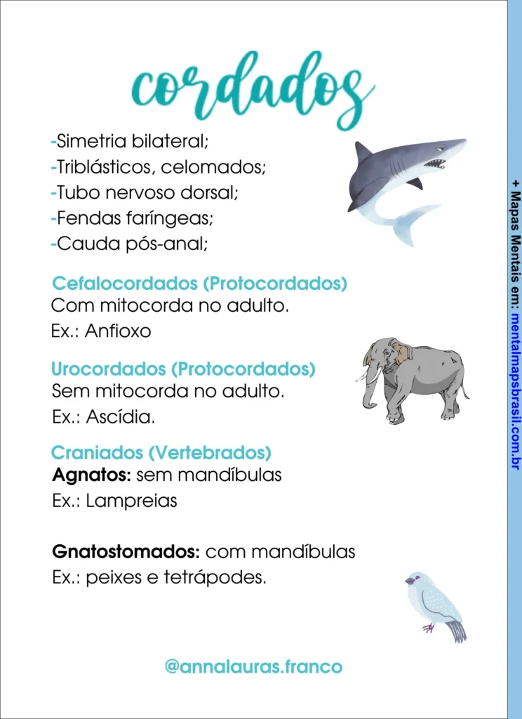 sobre cordados em biologia. Apresenta características gerais dos cordados e suas subdivisões, incluindo cefalocordados, urocordados e craniados. Ilustrações de um tubarão, um elefante e um pássaro acompanham as informações.