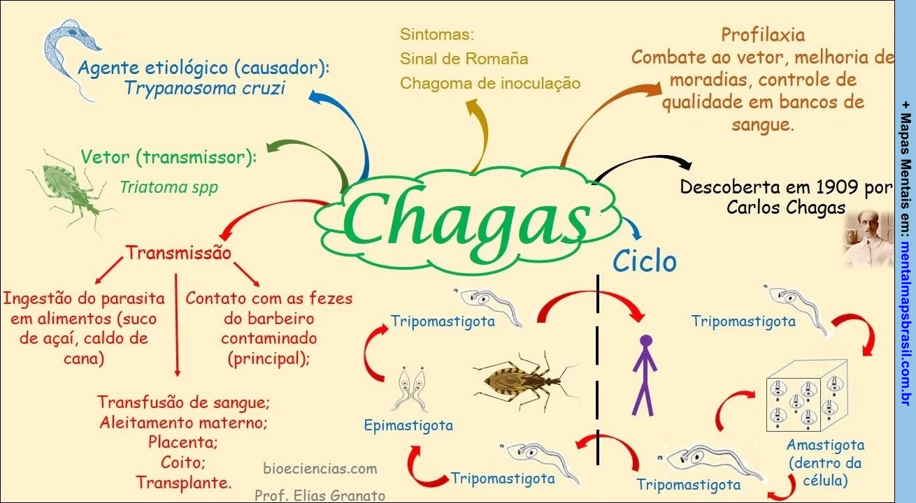 mapa mental sobre a doença de Chagas, mostrando o agente causador, vetor, formas de transmissão, sintomas, profilaxia e ciclo de vida do parasita, com ilustrações e informações sobre a descoberta da doença.