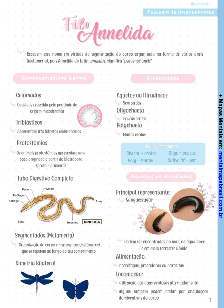 Resumo ilustrado sobre o filo Annelida, incluindo características gerais, diversidade, anatomia e hábitos dos anelídeos