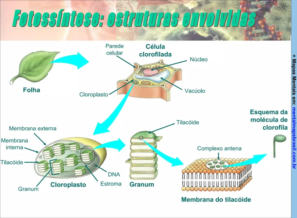 Mapa Mental das estruturas envolvidas na fotossíntese, mostrando a folha, célula clorofilada, cloroplasto, granum, tilacóide e molécula de clorofila