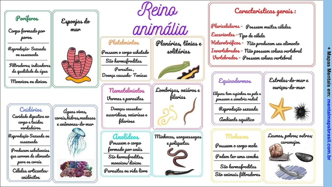 Infográfico sobre o Reino Animal, destacando diferentes filos, suas características e exemplos