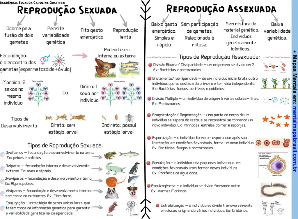 Mapa mental comparativo entre reprodução sexuada e assexuada, com características e tipos de cada uma.