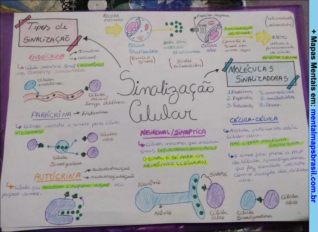 Mapa mental sobre sinalização celular, explicando tipos de sinalização, moléculas sinalizadoras, sinalização neuronal e comunicação célula a célula.