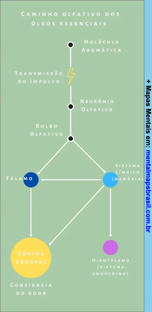 Mapa mental sobre o caminho olfativo dos óleos essenciais, detalhando a transmissão de impulso e estruturas cerebrais envolvidas.