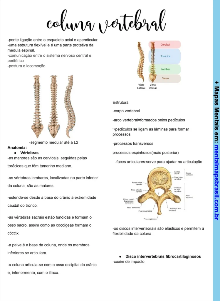 Mapa mental sobre a coluna vertebral, incluindo estrutura e anatomia vertebral.